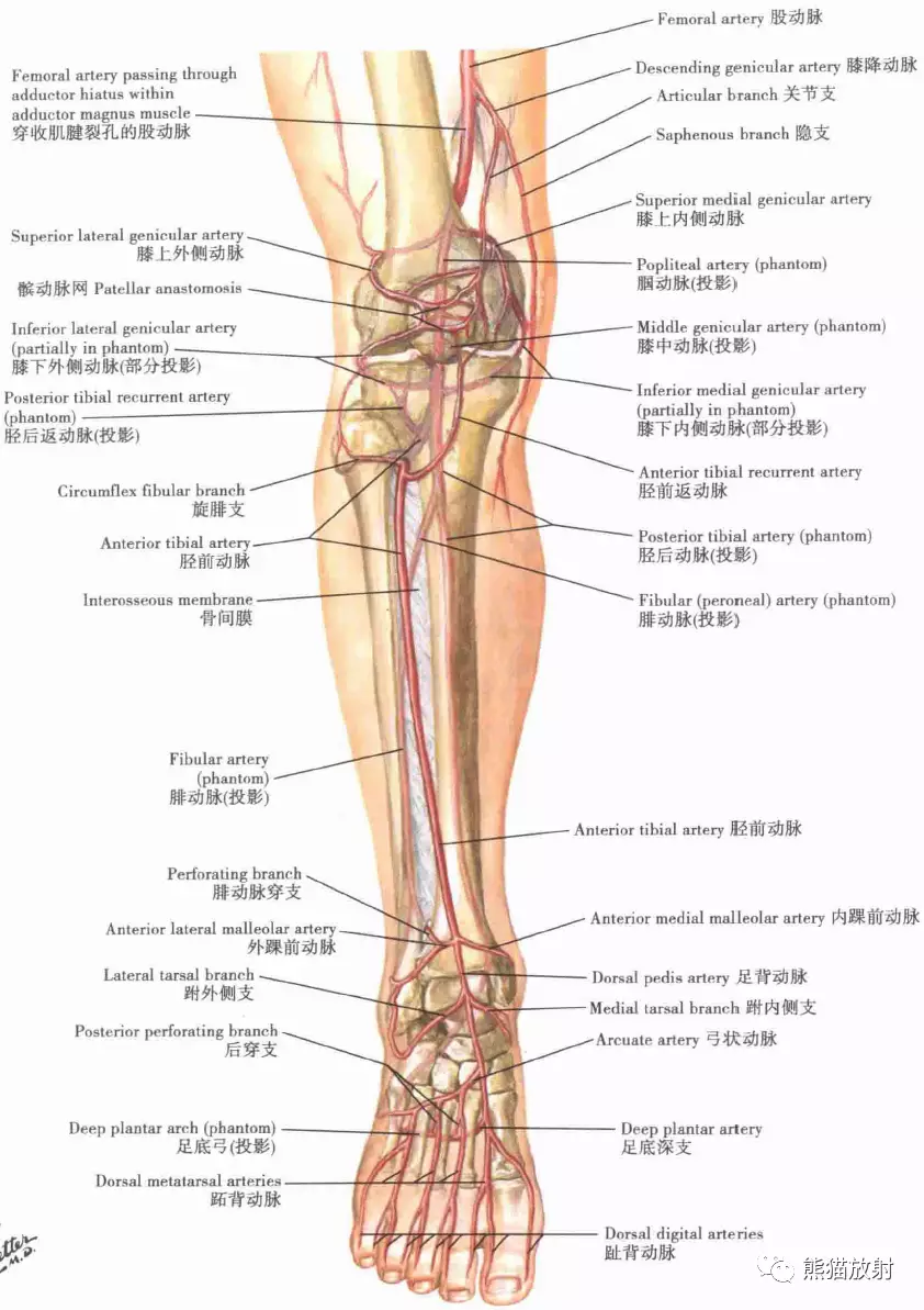 膝,小腿和足的动脉股部和膝的动脉:示意图