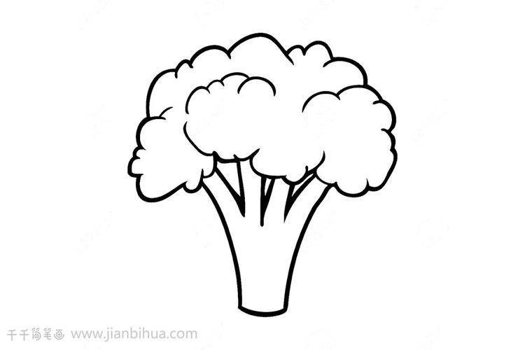 西兰花用简笔画画的最简单