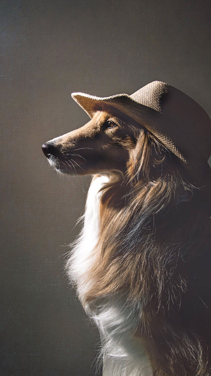 微博壁纸集-萌萌宠物系列手机壁纸