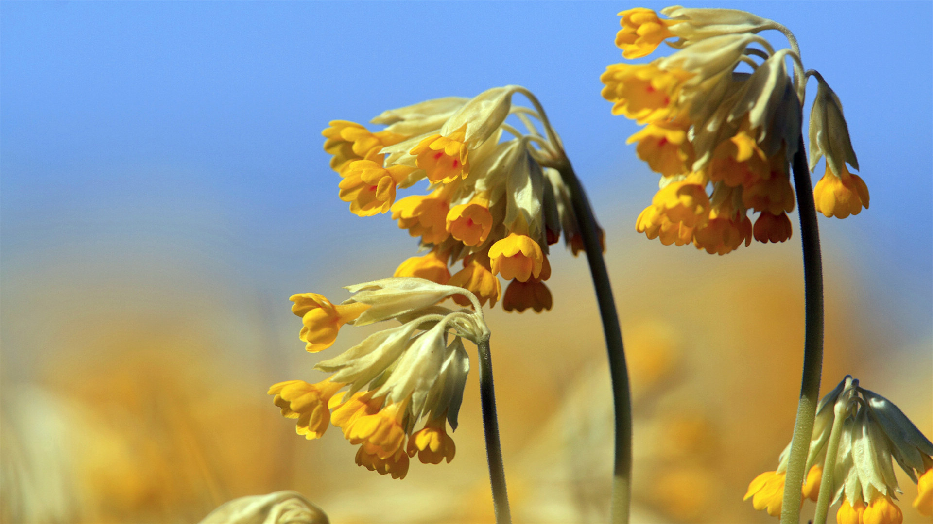 瑞典春天唯美风景高清桌面壁纸