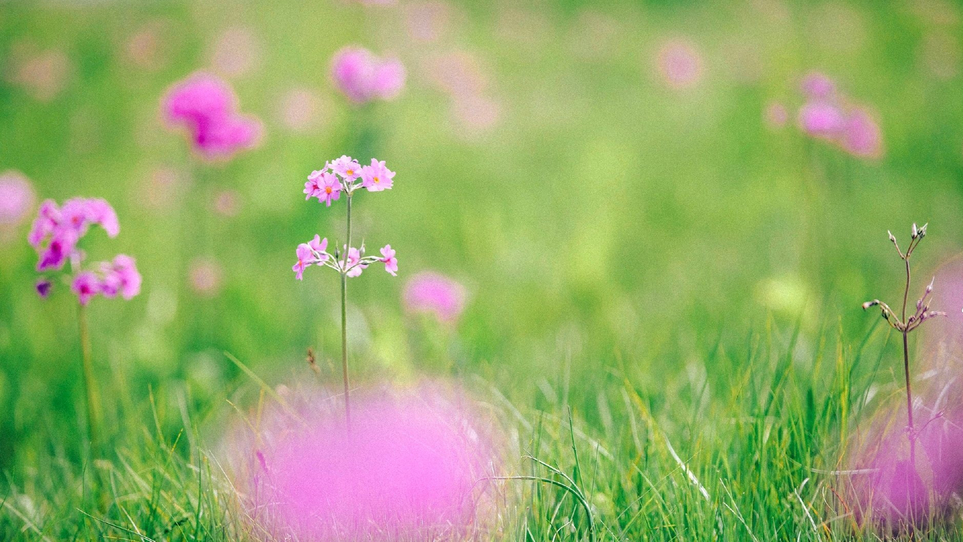 清爽夏日风景图片桌面壁纸