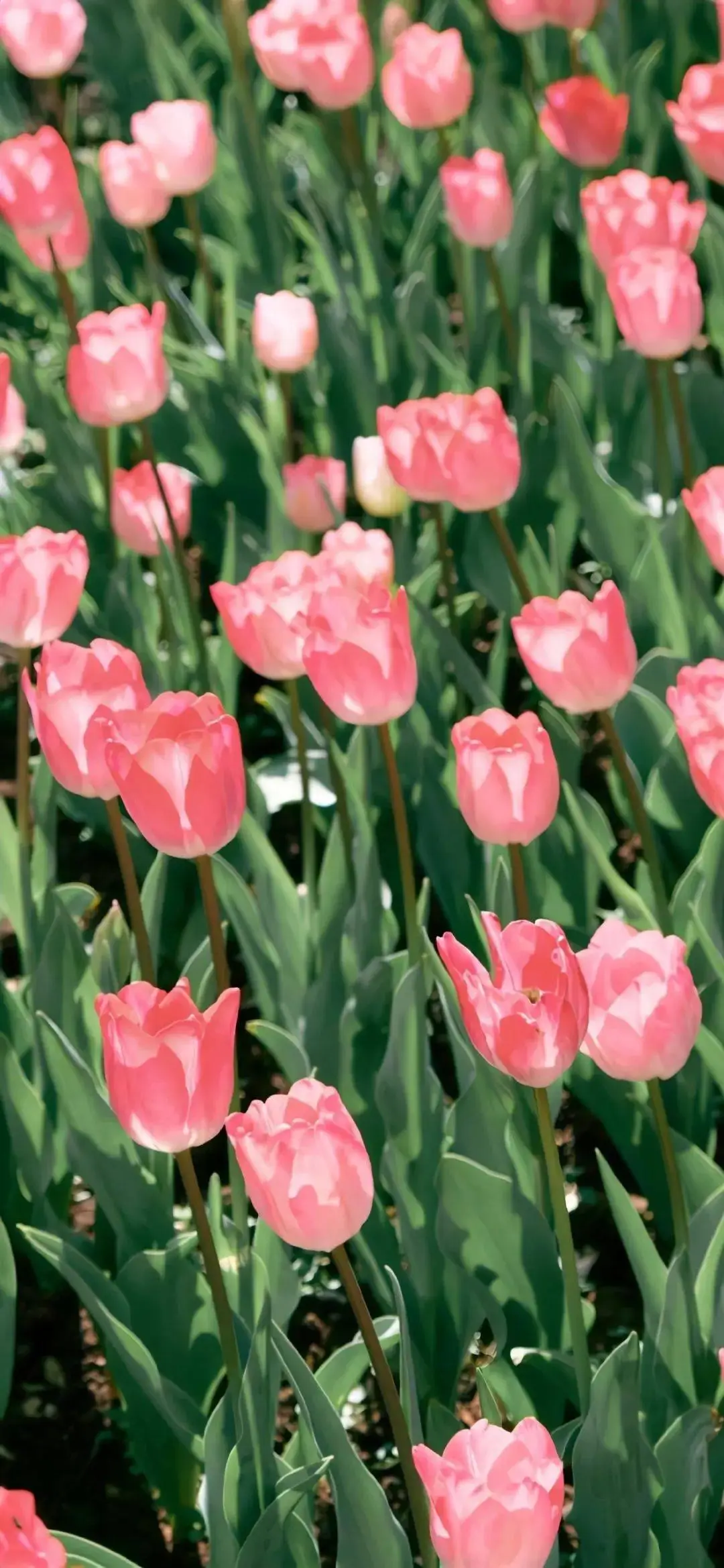 壁纸一组舍不得换的手机壁纸