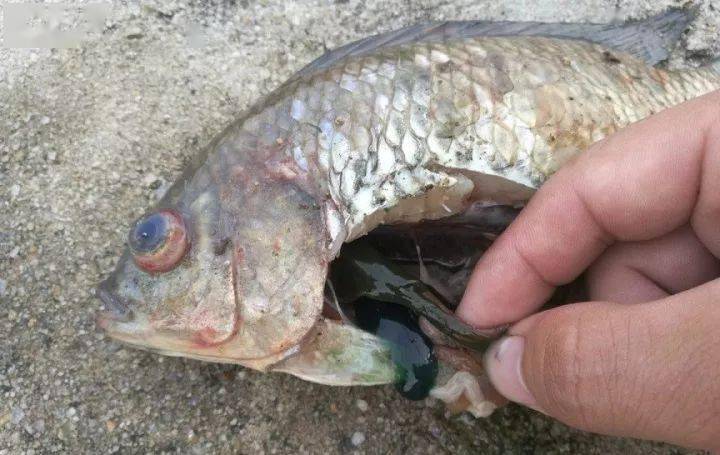 近期各类鱼都高发肝胆疾病试试这么处理简单有效