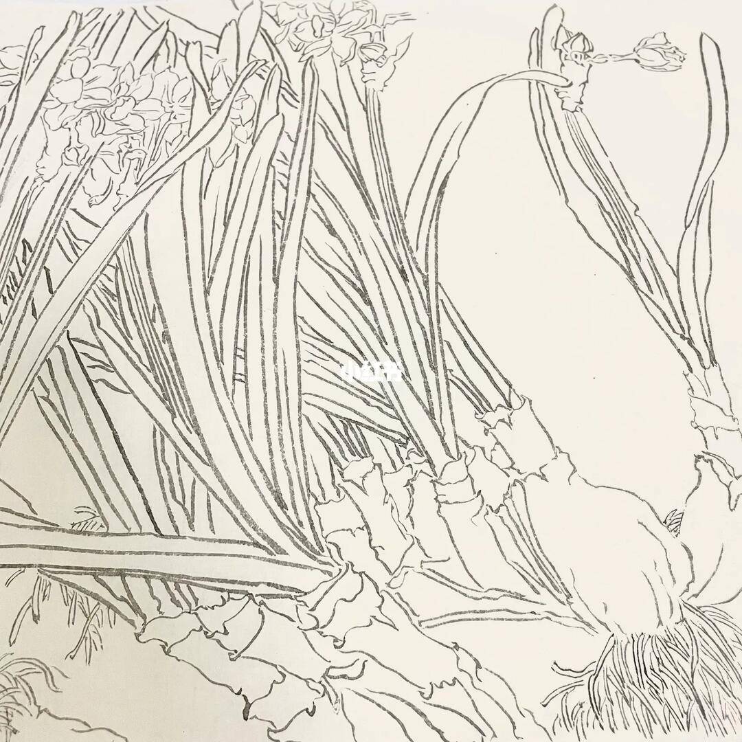 水仙白描勾线工笔