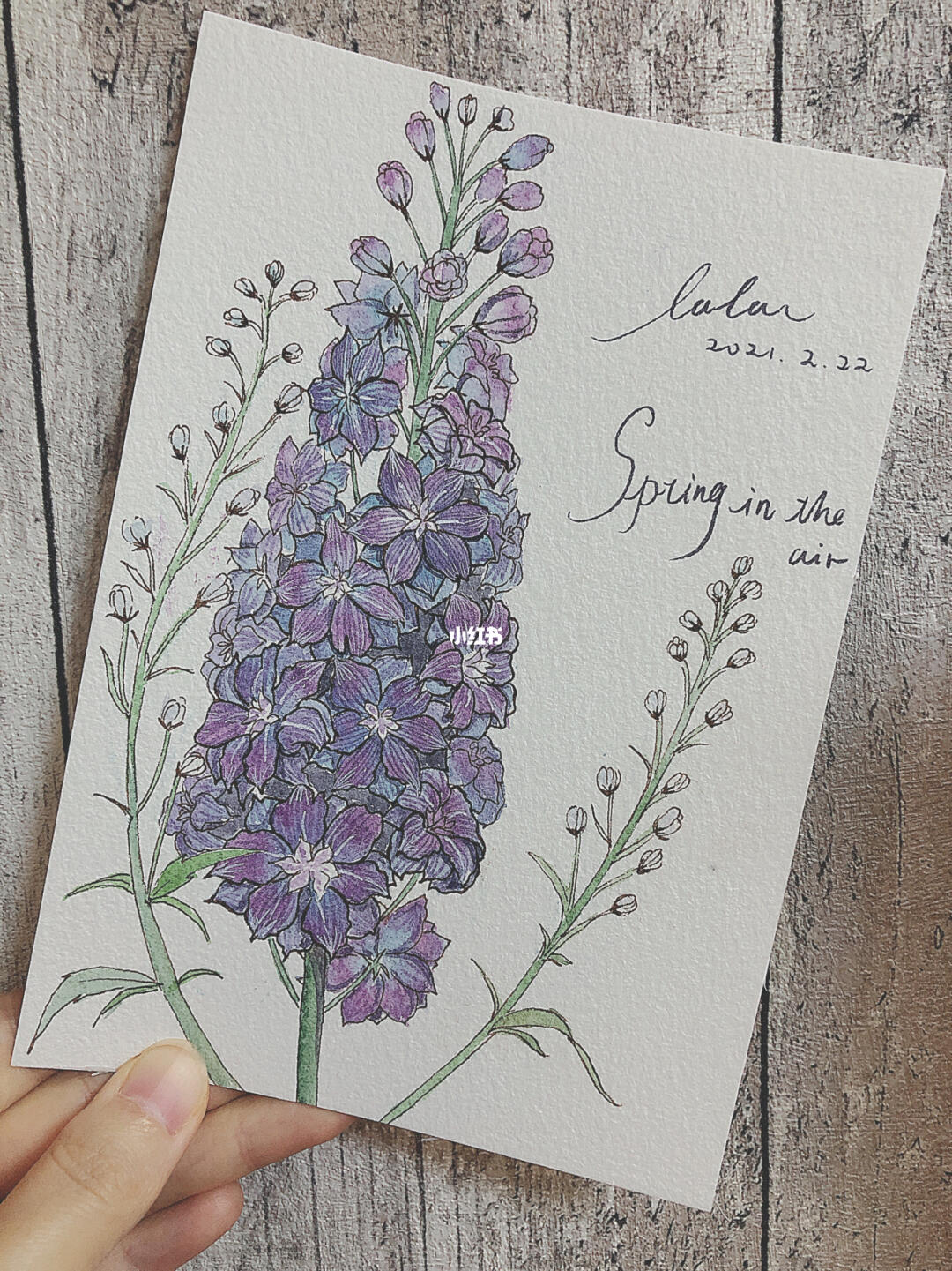 钢笔淡彩丨大花飞燕草