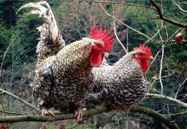 它是我国土生土长的土鸡品种,从外观来看就与普通的土鸡很不一样.