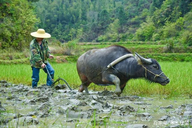 古代皇帝必须亲自耕田,一年一次,就在立春这一天