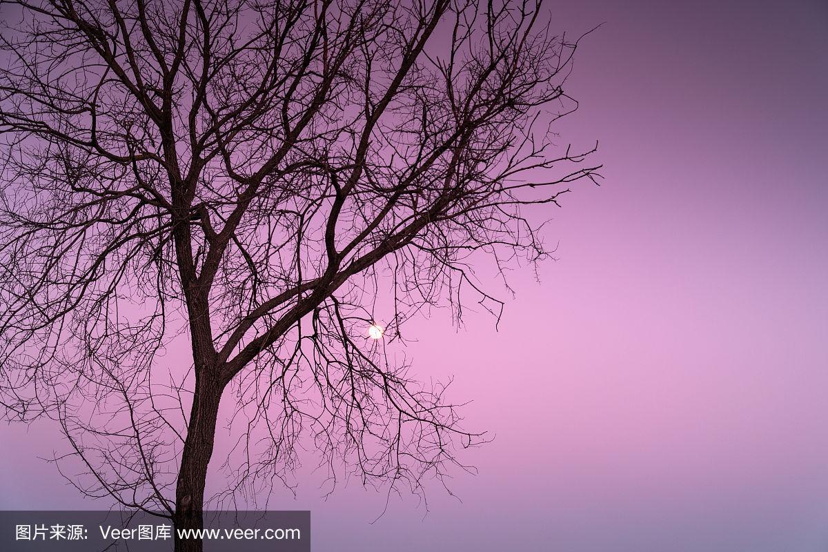粉色,天空,月亮,自然,风景