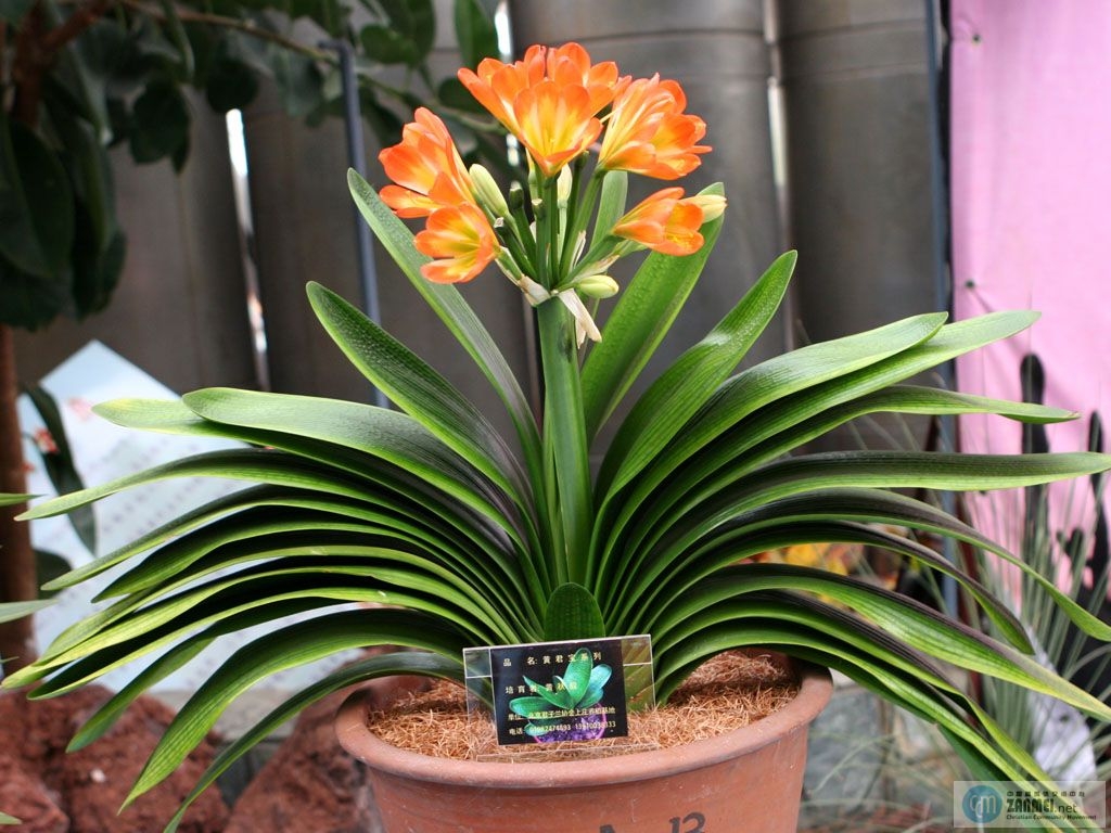 原创 清新雅致君子兰 (新乐府) 拙和兰儿