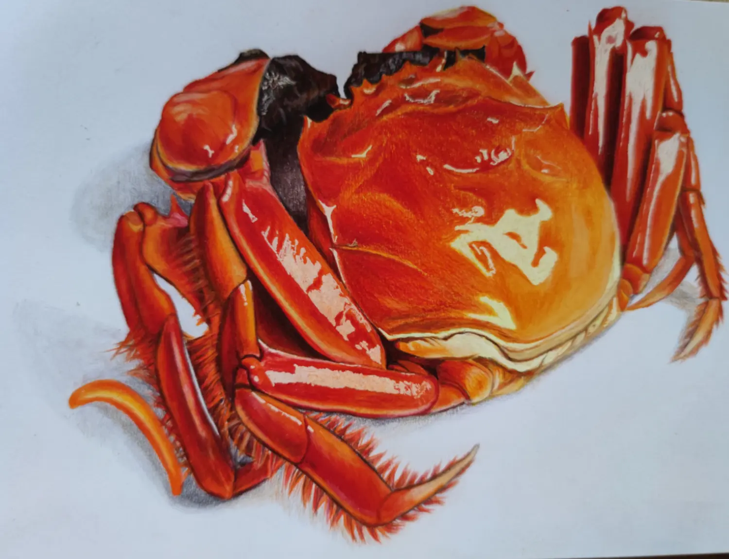 彩铅-螃蟹(下)