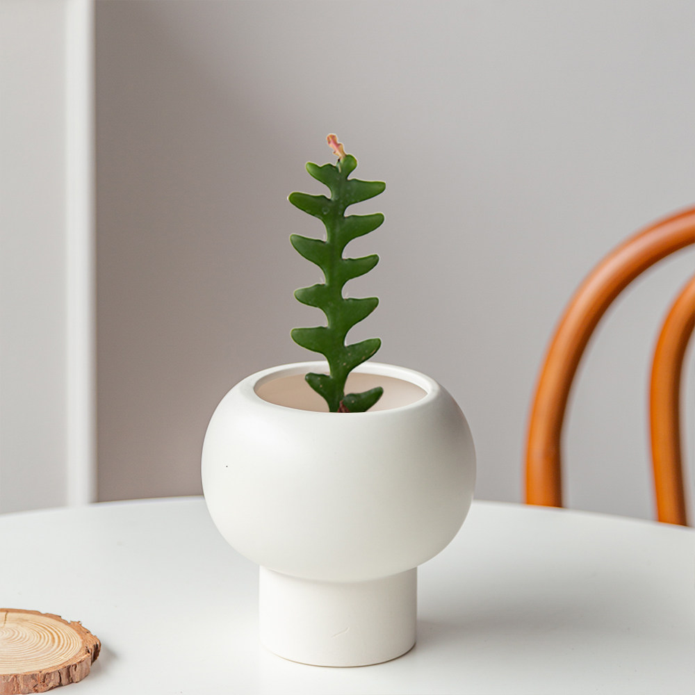 多肉植物鱼骨令箭盆栽室内花卉绿植创意幼儿园可爱北欧开花垂吊花