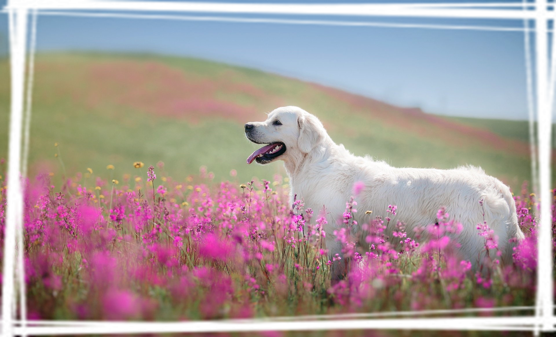 可爱的金毛犬动物高清图片桌面壁纸