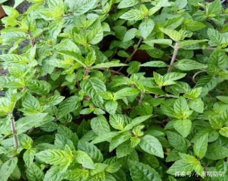 凉粉草:一种酷似薄荷的植物,却是做凉粉的材料,很多80后吃过