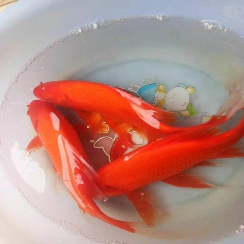 【京东推荐】小红草鱼观赏鱼冷水鱼红草鱼红鲫鱼耐养易活不用打氧鱼苗