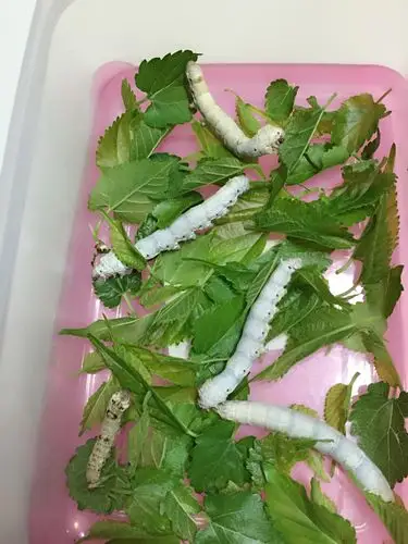 蚕宝宝们一天天长大,越长越漂亮了.