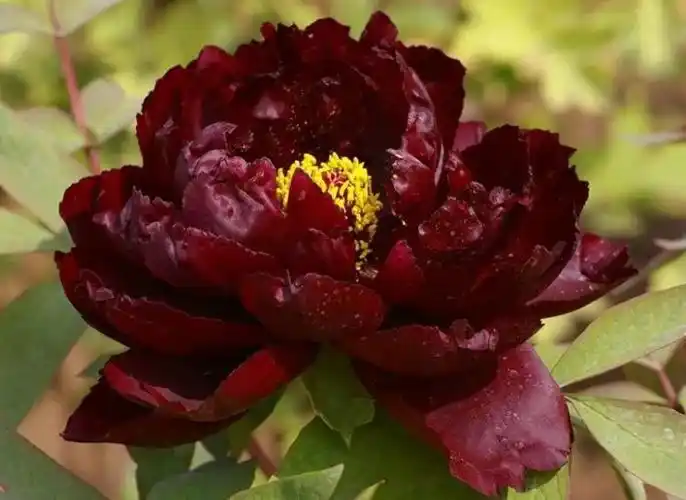 牡丹花花语图片大全(牡丹花图片大全)-花草草