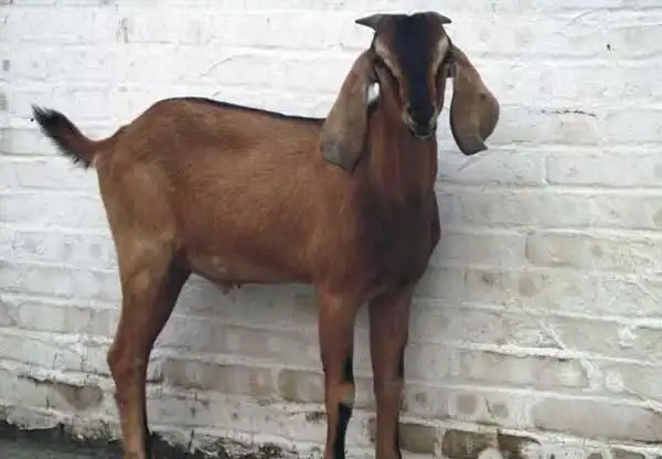 00 商品描述: 简州大耳羊是美国努比亚山羊与简阳本地羊经五十多年的