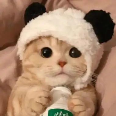 最萌猫咪头像 高清好看的萌系猫咪头像图片_动物头像_美头网