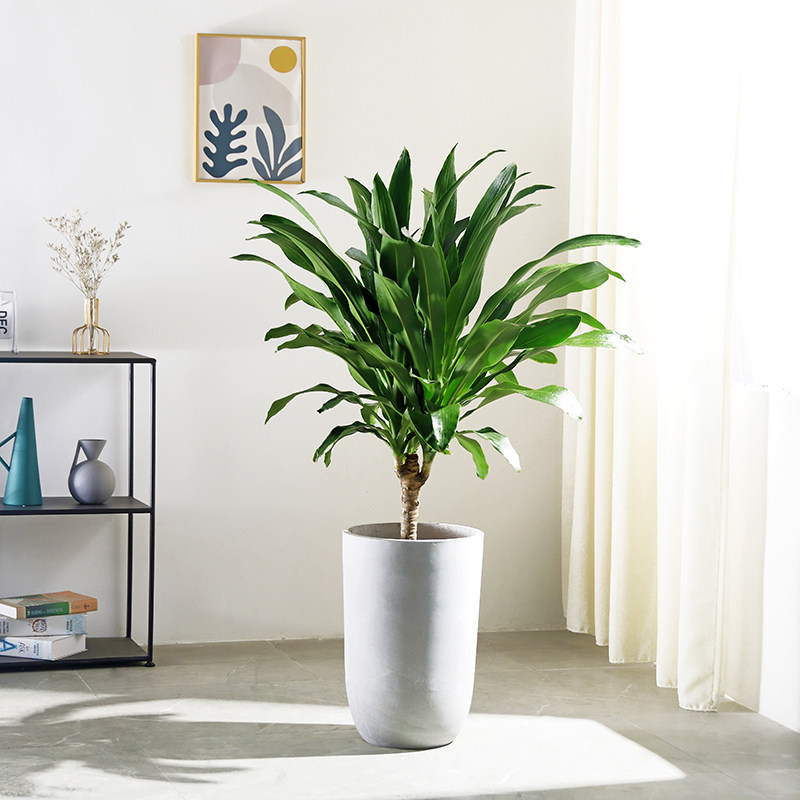 巴西天赐青叶西铁大型盆栽客厅甲醛净化空气大型绿植