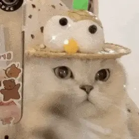 网红猫咪 | 蛋蛋表情包