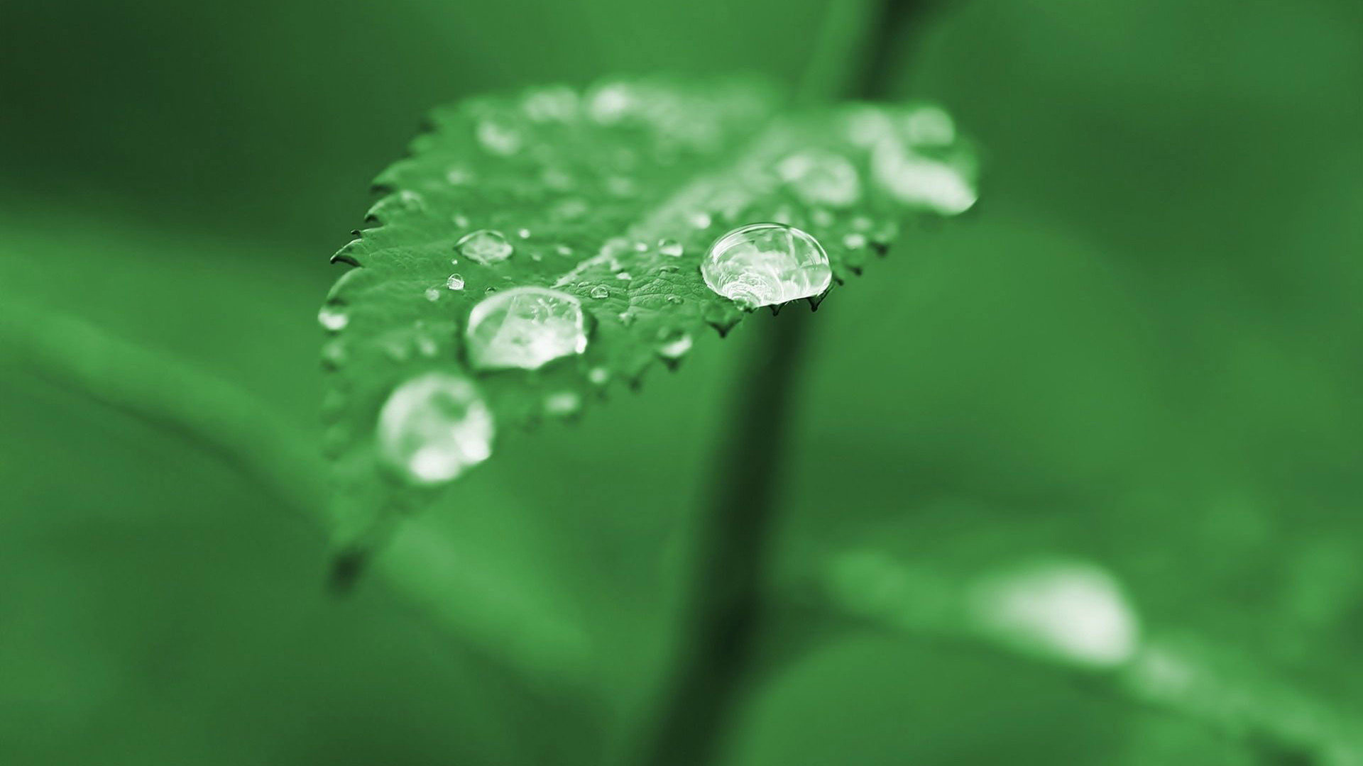 清新绿色护眼绿叶露珠桌面壁纸下载高清大图预览1920x1080_植物壁纸下