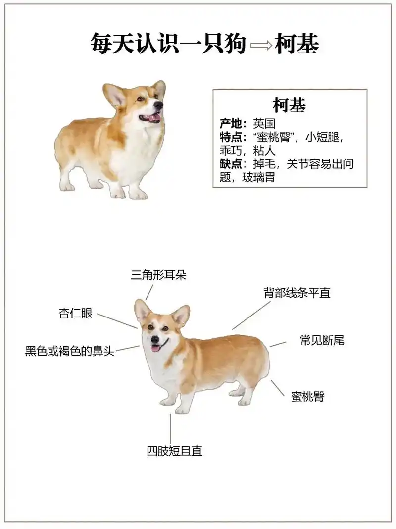 每天认识一只狗——柯基.【特点】 1.三角形耳朵 2.杏仁眼 - 抖音