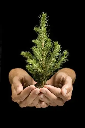 西方人,手,一个人,捧,竖图,室内,特写,白天,正面,松树,欧洲,欧洲人