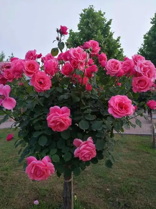 秋高气爽月季飘香