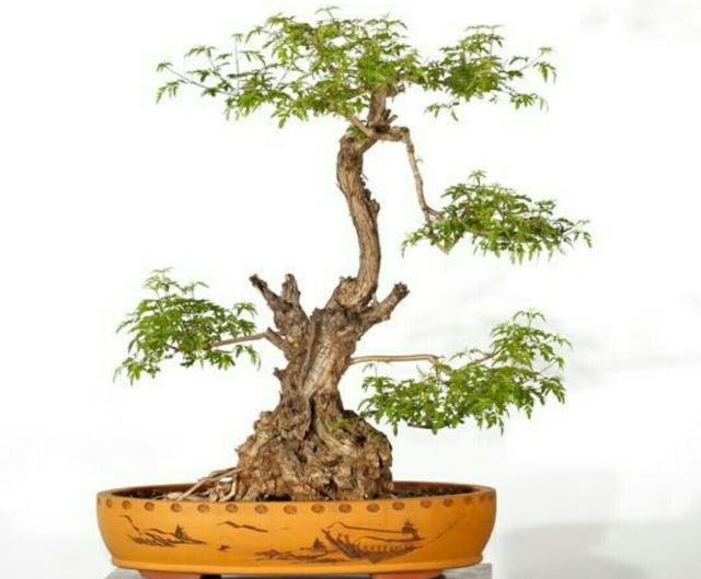 农村常见的黄荆疙瘩养成盆景要这样养护