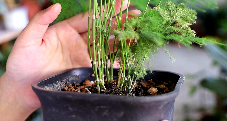 文竹繁殖方法扦插技术