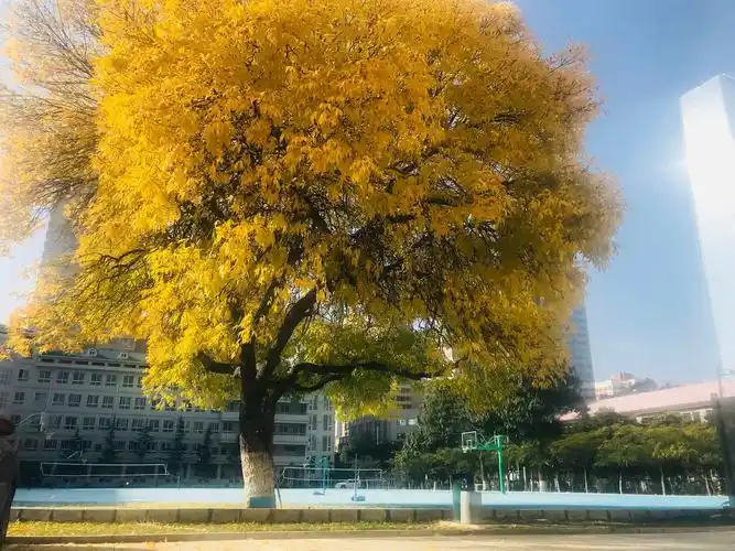 相遇——在白蜡树下