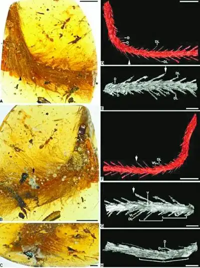我国科学家揭秘隐藏在琥珀里的恐龙尾巴