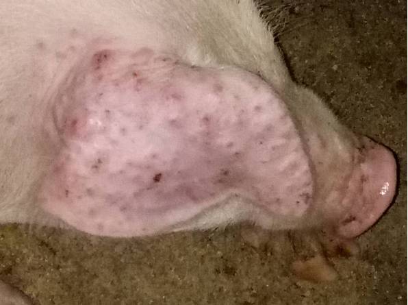 到底是猪痘还是猪湿疹?