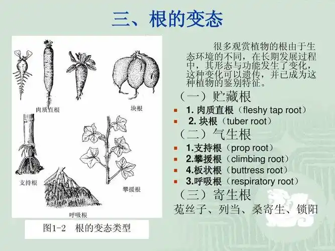 2 观赏植物的形态及分类ppt