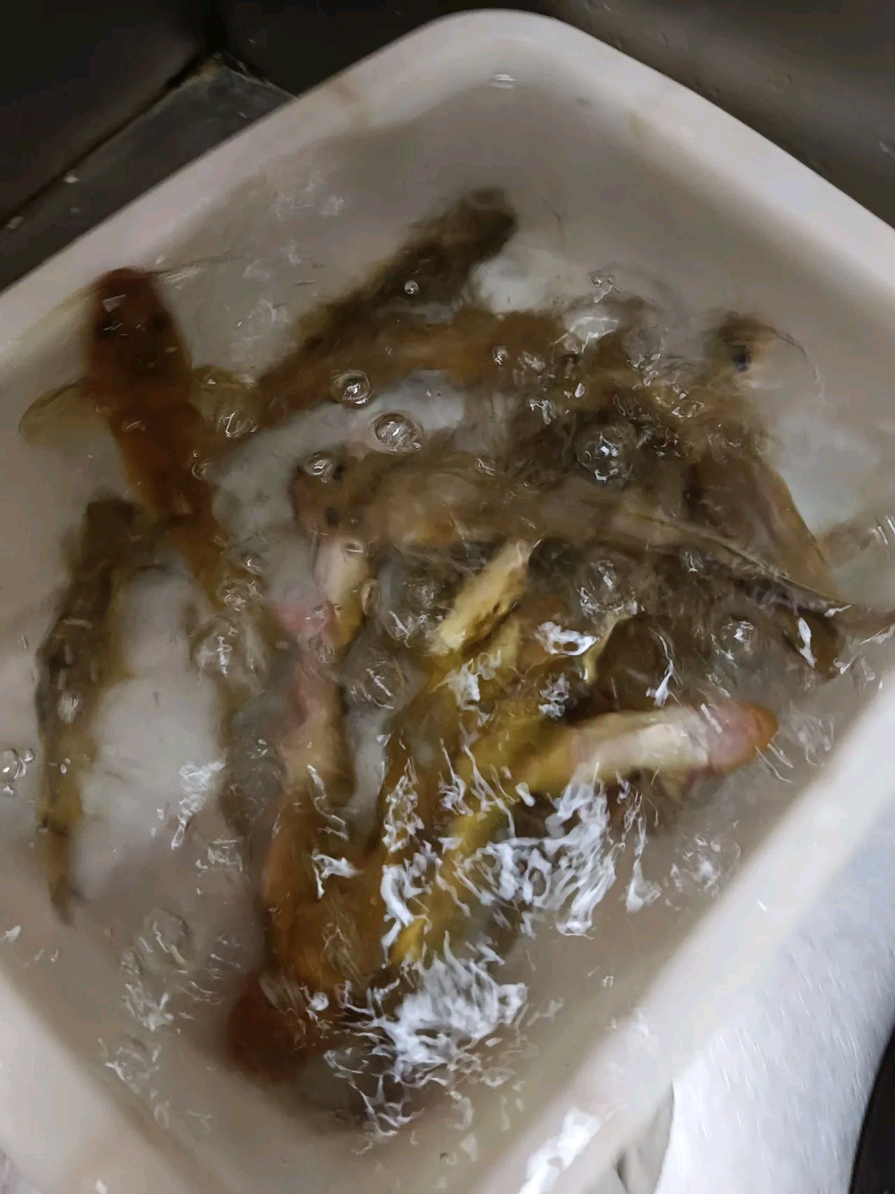 这是老公在河边钓到的牛尾巴鱼,隔壁邻居张大妈说想买两斤回家给孙子