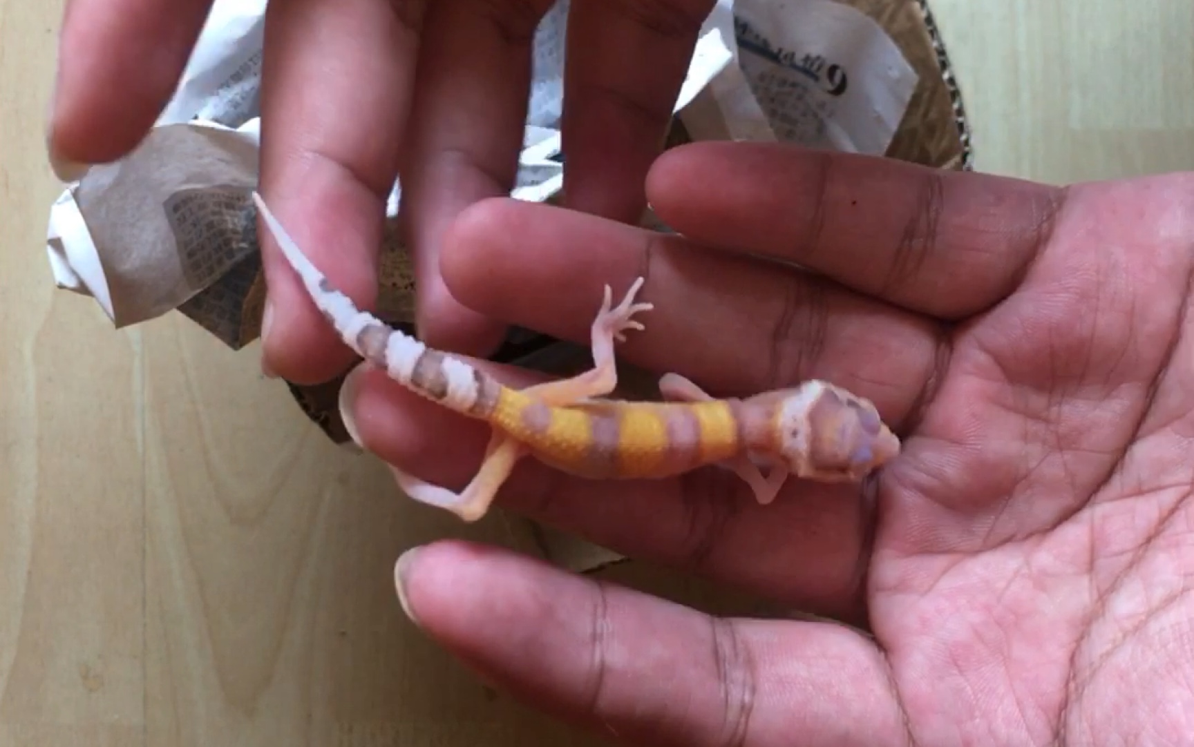 豹纹守宫开箱 白黄雷达 以后会很好看哦