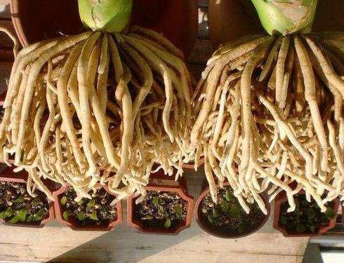 君子兰养根的"密码",用点"好土",长得满盆都是"胖白根"