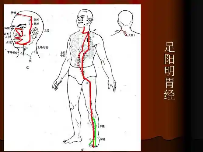 足阳明胃经足太阴脾经ppt