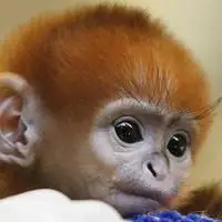 猴子头像图片大全可爱 可爱猴子萌萌的头像图片 - 头像图片 - 潮人