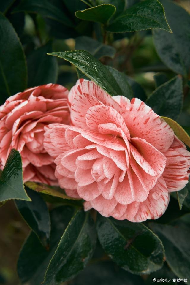 此外不同颜色的茶花有不同含义,白山茶天真纯洁,红山茶天生