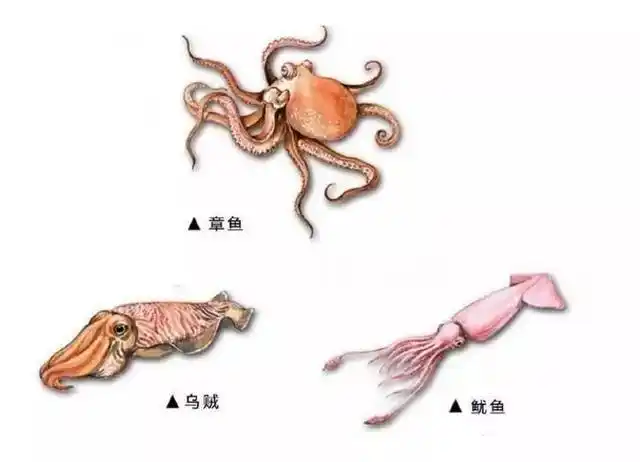 章鱼的血是什么颜色的(形似外星人的章鱼)