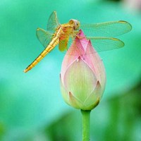 荷花蜻蜓微信头像_微信头像图片大全