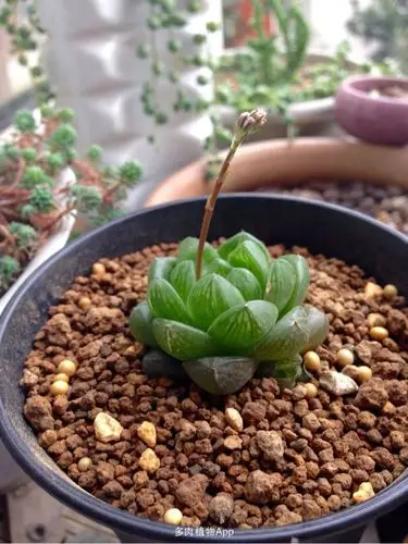 养护问题                  打赏2花币 我的玉露快开花了,怎么办?