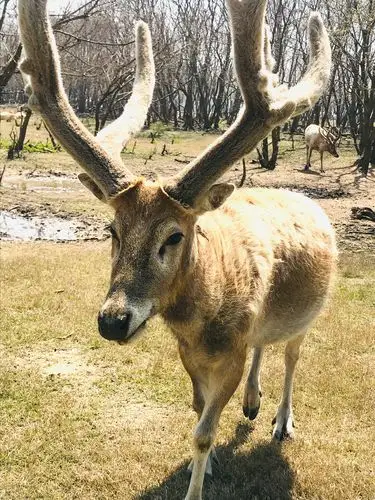 中华麋鹿自然保护区