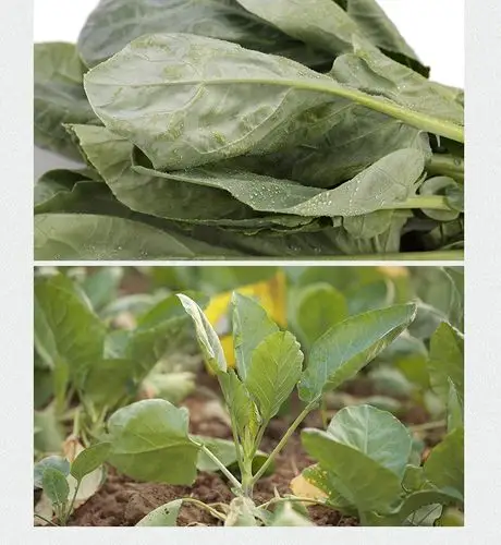 小叶芥蓝 cabbage mustard350g