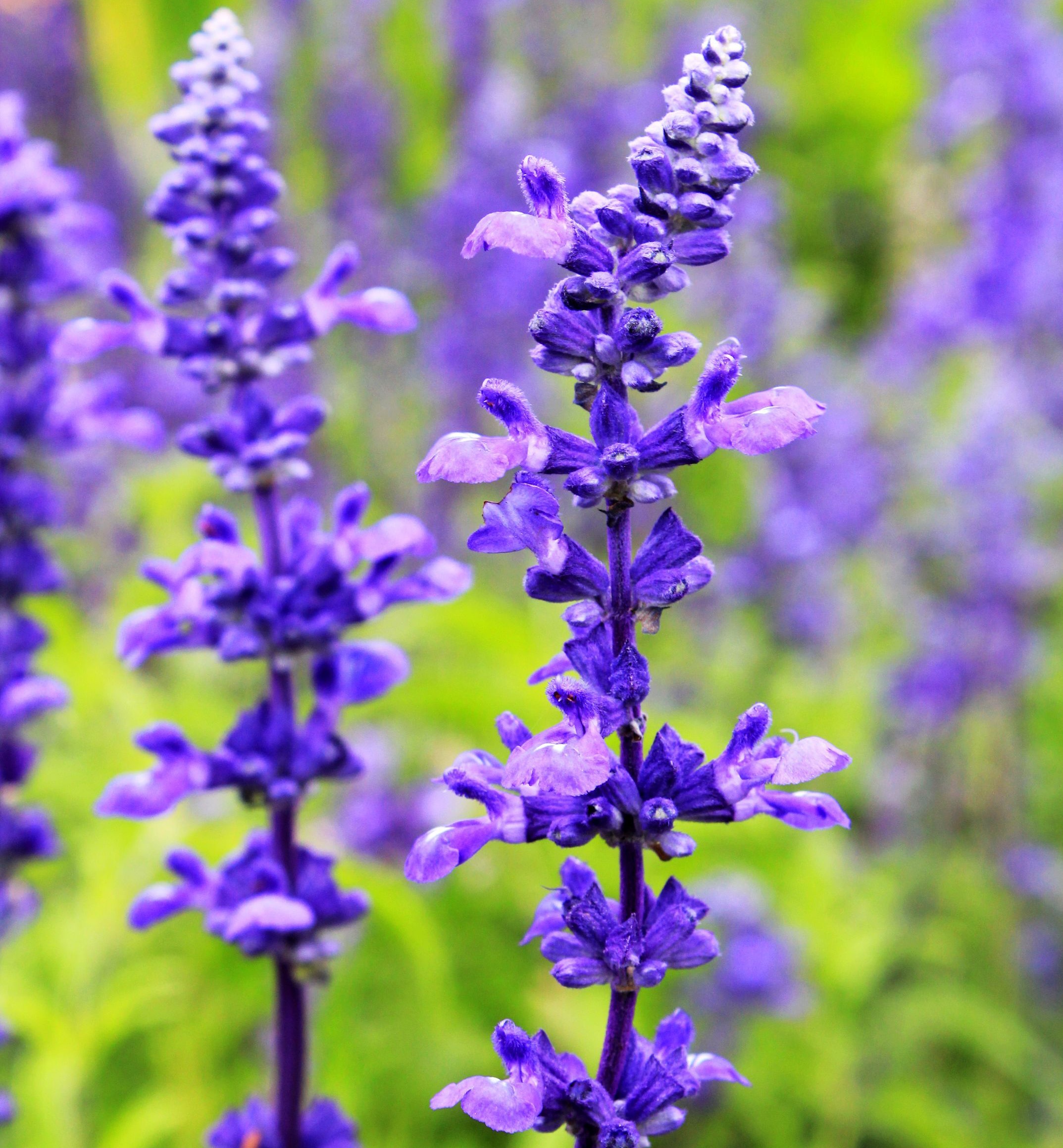 厦门四季草花/|厦门四季花卉|厦门元旦草花
