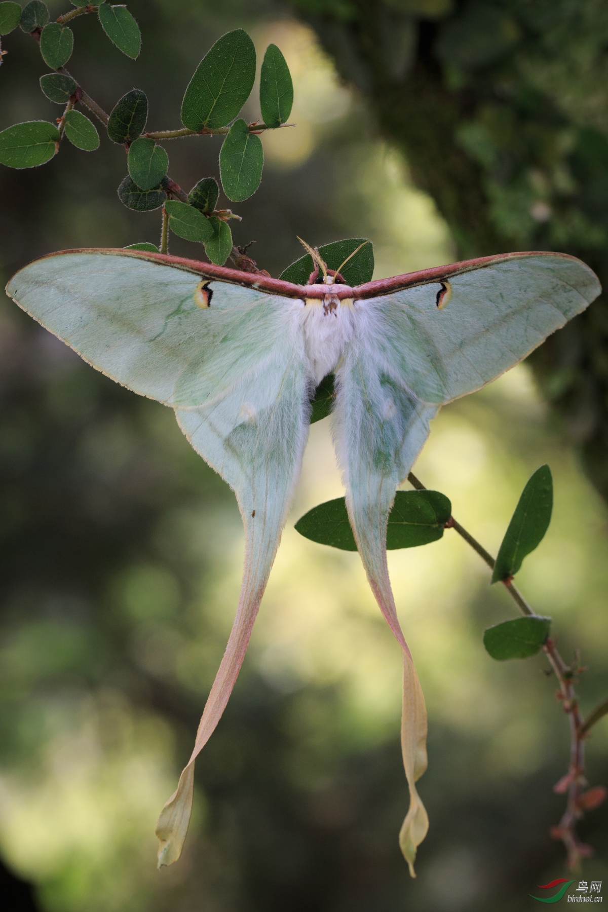 长尾大蚕蛾