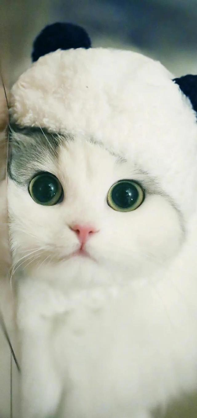 小猫可爱图片,小猫可爱图片 呆萌(猫咪壁纸‖好可爱呀)