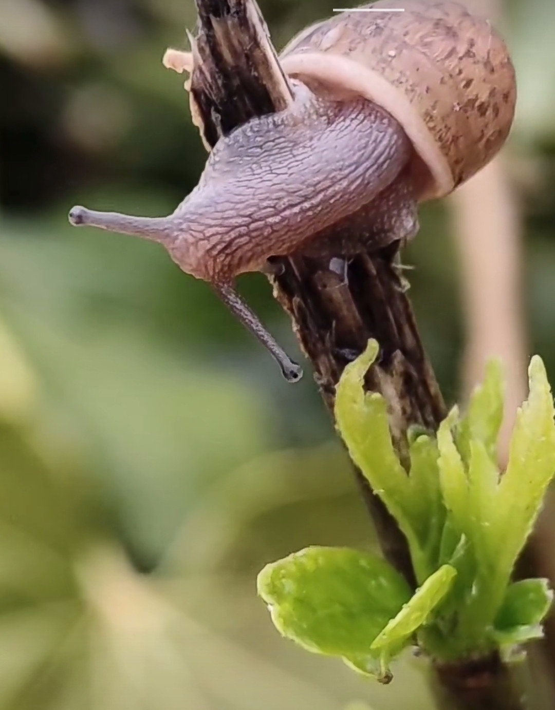 积蛙步以致千里.蜗牛也有成功的一天_财富号_东方财富网