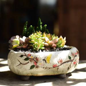 【养多肉植物的花盆图片】养多肉植物的花盆图片大全_q友网